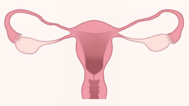 Jaké odborné vyšetření může gynekolog provést k potvrzení těhotenství?
