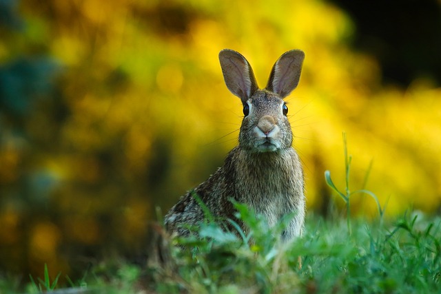 Kdy připustit králíka po porodu: Péče o zvířecí rodinu po narození potomků