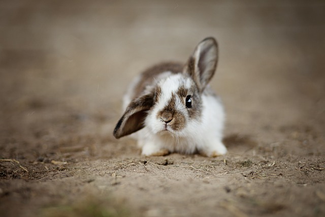 Péče o mláďata králíků po jejich narození: Rady a doporučení