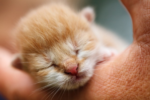 Péče o novorozená koťata: Důležité informace pro majitele