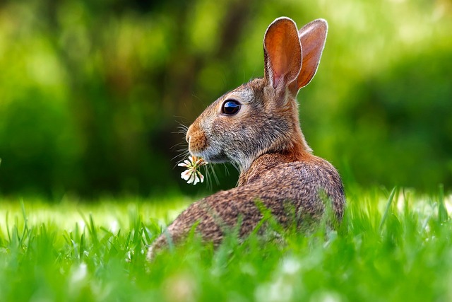 2. Výživa pro chovné králíky po porodu: Klíčové faktory pro optimální životní podmínky