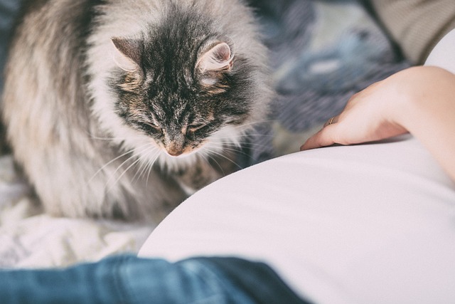 Význam pozorování a role majitele při porodu kočky