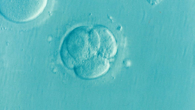 1. Sledování vývoje po IVF: Jak očekávaný termín porodu ovlivňuje dotace a zákony