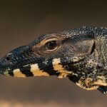 Nainstalovat monitor dechu: Krok za krokem průvodce bezpečnou instalací